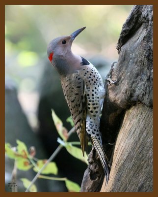 northern flicker 10-31-07 4c3b.jpg