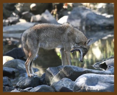 coyote 10-30-07 4c1b.jpg