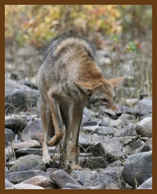 coyote 11-1-07 4c11b.jpg