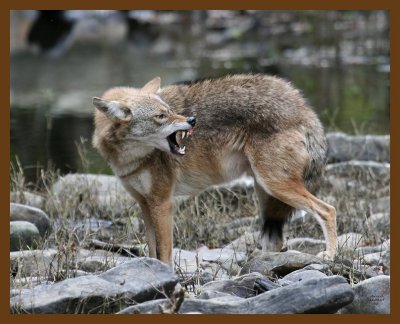 coyote 11-2-07 4c7b.jpg