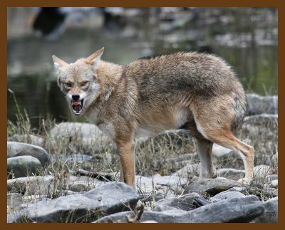 coyote 11-2-07 4c9b.jpg