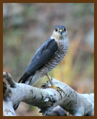 hawk-sharp-shinned 11-5-07 4c25b.jpg