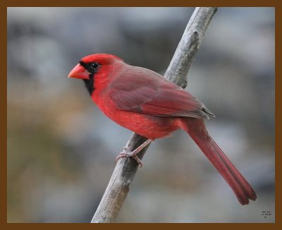 cardinal 11-9-07 4c57b.jpg