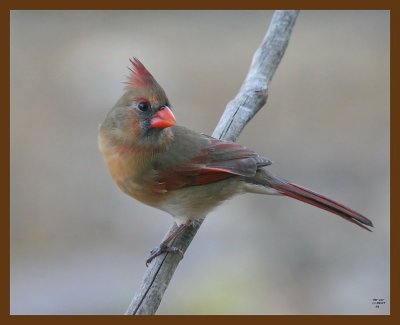 cardinal 11-9-07 4c47b.jpg