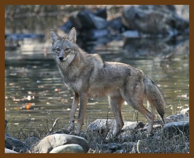 coyote 11-8-07 4c59b.jpg
