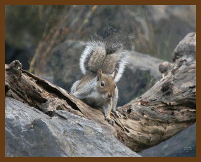 gray-squirrel 11-10-07 4c80b.jpg