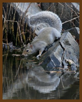 gray-squirrel 11-11-07 4c52b.jpg