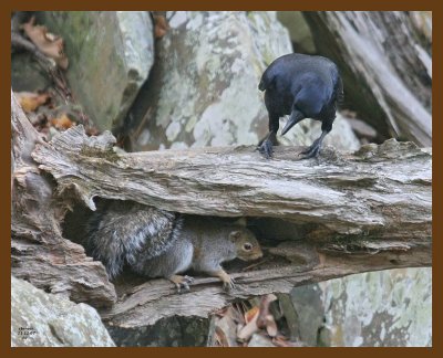 gray-squirrel-crow 11-11-07 4c30b.jpg