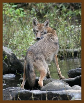 coyote 11-2-07 4c6b.jpg