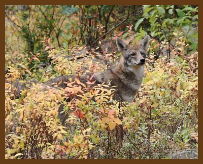 coyote 11-1-07 4c1b.jpg