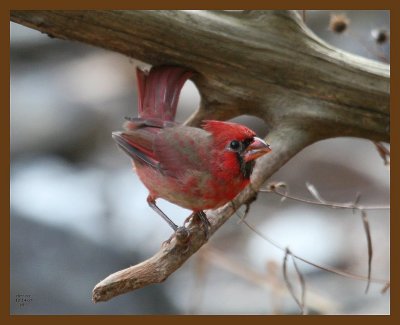 cardinal 11-14-07 4c64b.jpg