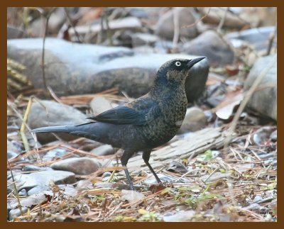 rusty blackbird 11-11-07 4c21b.jpg