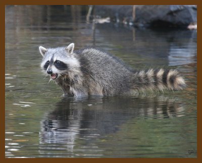 raccoon 11-14-07 4c29b.jpg
