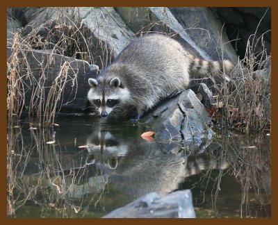 raccoon 11-14-07 4c38b.jpg