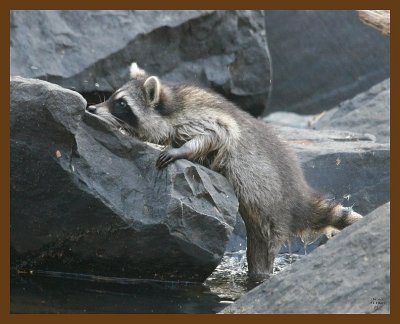 raccoon 11-14-07 4c10b.jpg