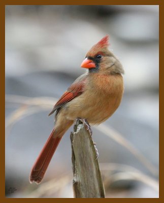 cardinal 11-17-07 4c00b.jpg