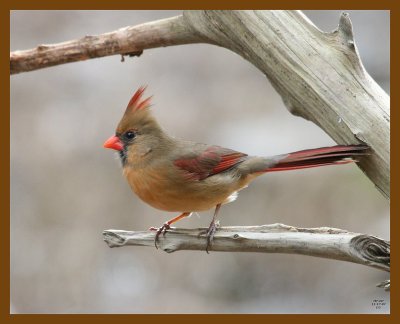 cardinal 11-17-07 4c43b.jpg