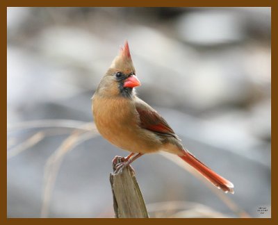 cardinal 11-17-07 4c40b.jpg