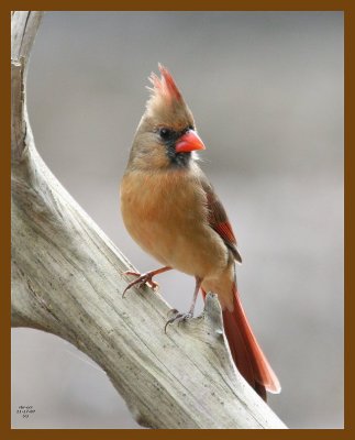 cardinal 11-17-07 4c32b.jpg