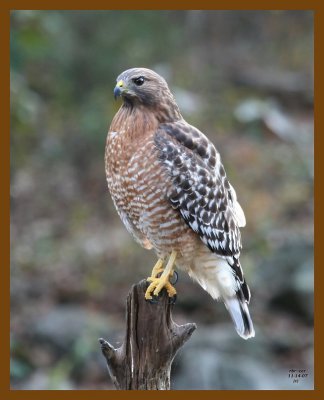 hawk-red-shouldered 11-14-07 4c81b.jpg