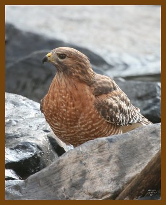 hawk-red-shouldered 11-13-07 4c83b.jpg