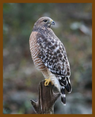 hawk-red-shouldered 11-14-07 4c94b.jpg