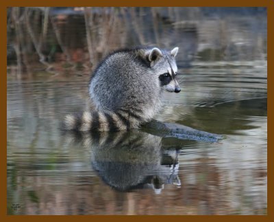 raccoon 11-19-07 4c65b.jpg