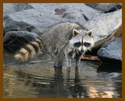 raccoon 11-19-07 4c565b.jpg