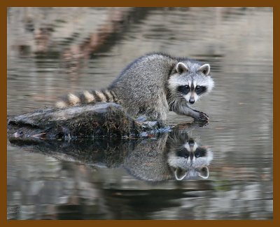 raccoon 11-22-07 4c78b.jpg