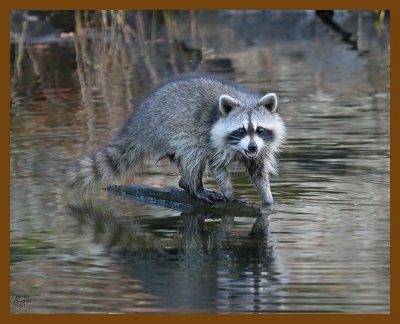 raccoon 11-19-07 4c50b.jpg