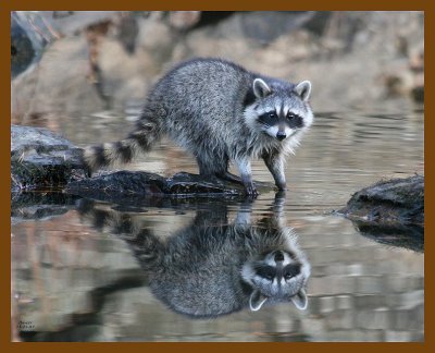raccoon 11-23-07 4c14b.jpg