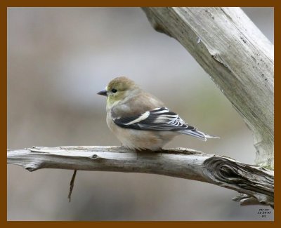 goldfinch 11-24-07 4c49b.jpg