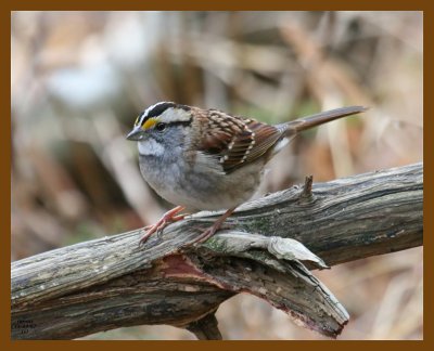 sparrow-white-throated 11-24-07 4c44b.jpg