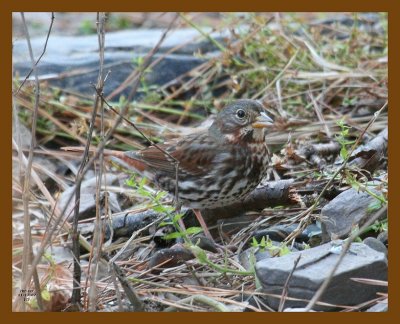 sparrow-fox 11-17-07 4c15b.jpg