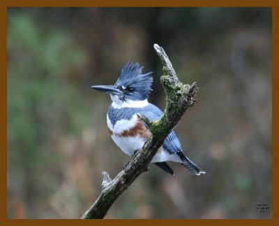 belted-kingfisher 11-26-07 4c17b.jpg