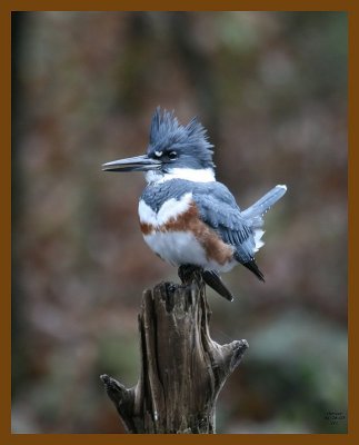 belted-kingfisher 11-26-07 4c00b.jpg