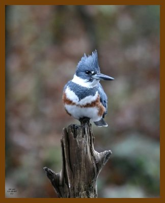 belted-kingfisher 11-26-07 4c97b.jpg