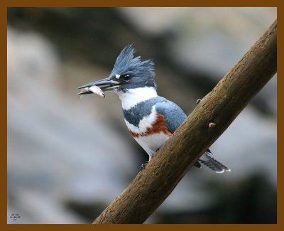 belted-kingfisher 11-26-07 4c08b.jpg