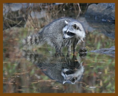 raccoon 11-26-07 4c74b.jpg