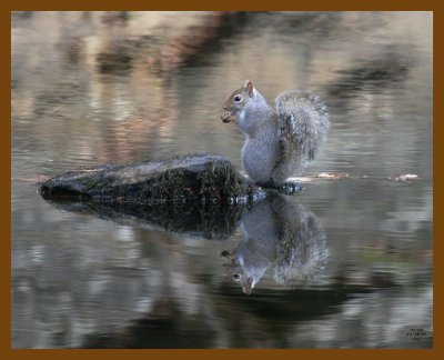 gray-squirrel 11-28-07 4c00b.jpg