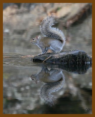 gray-squirrel 11-28-07 4c12b.jpg