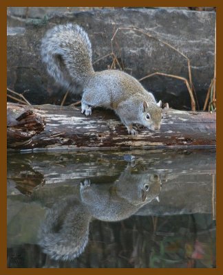 gray-squirrel 11-27-07 4c89b.jpg