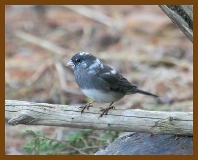 junco-oc 11-29-07 4c34b.jpg