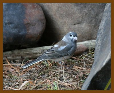 junco-oc 11-29-07 4c11b.jpg