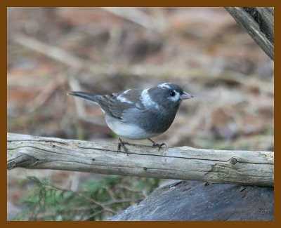 junco-oc 11-29-07 4c30b.jpg