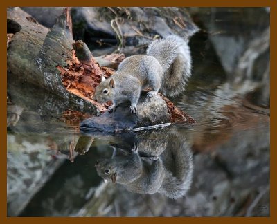 gray-squirrel 11-30-07 4c82b.jpg