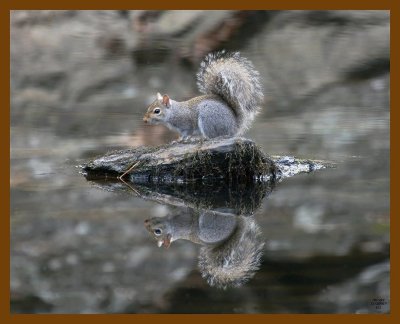 gray-squirrel 11-30-07 4c76b.jpg