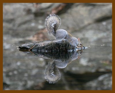 gray-squirrel 11-30-07 4c51b.jpg