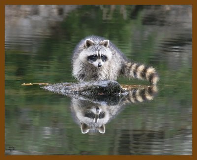raccoon 12-2-07 4c72b.jpg