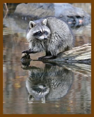 raccoon 12-6-07 4c64b.jpg